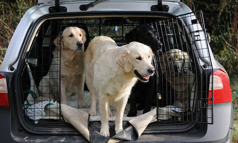 Motorists face fines for not restraining their pets in the car