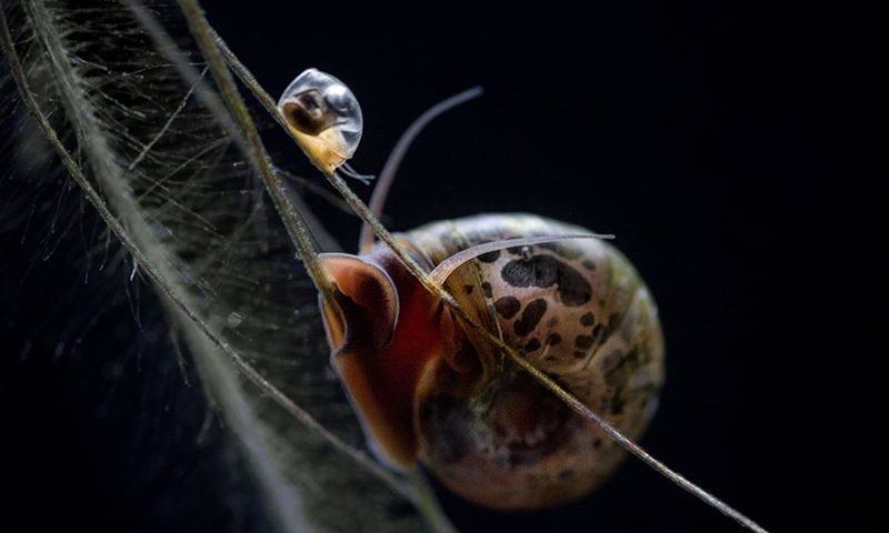 Little Whirlpool Ramshorn snails legally protected status is delaying roadworks by up to 5 years.