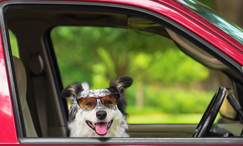 If you saw a dog locked in a car on a sunny day, what would you do?