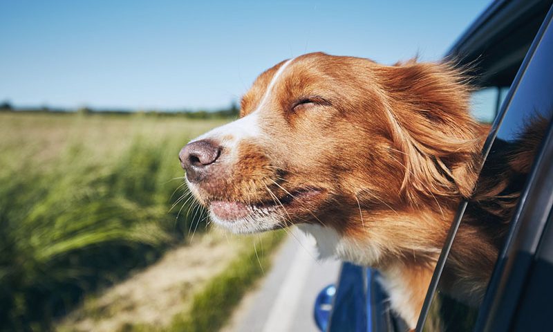 Driving with pets