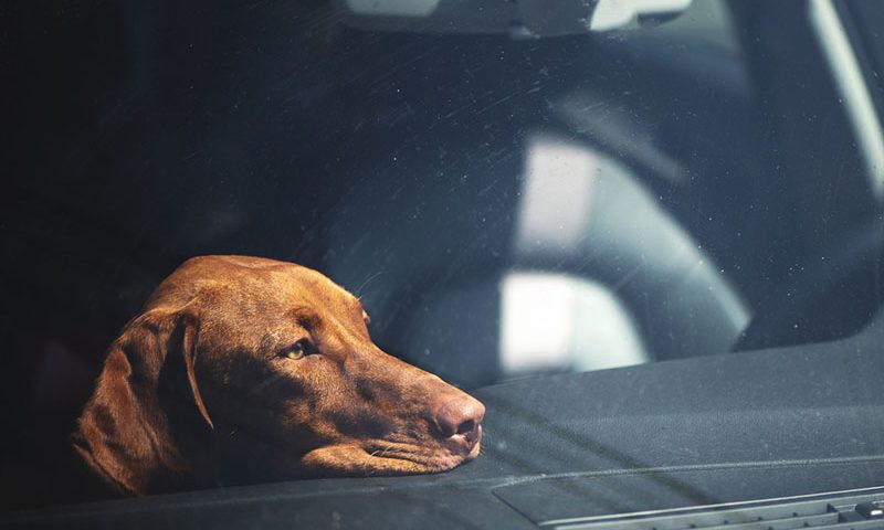 Dogs die in hot cars