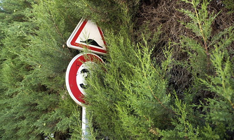 Obstructed road sign