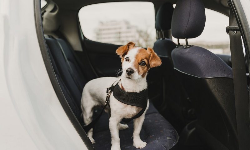 A dog wearing a safety harness and seat belt