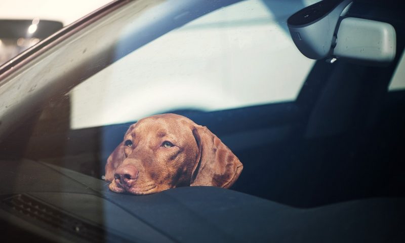 A dog left alone in car