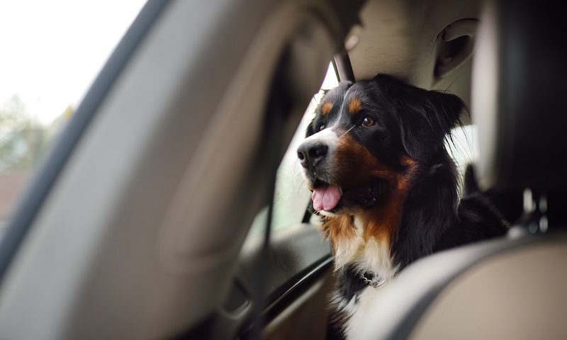 A dog sitting in the back seat of a car and looking out.